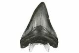 Fossil Megalodon Tooth - South Carolina #172231-2